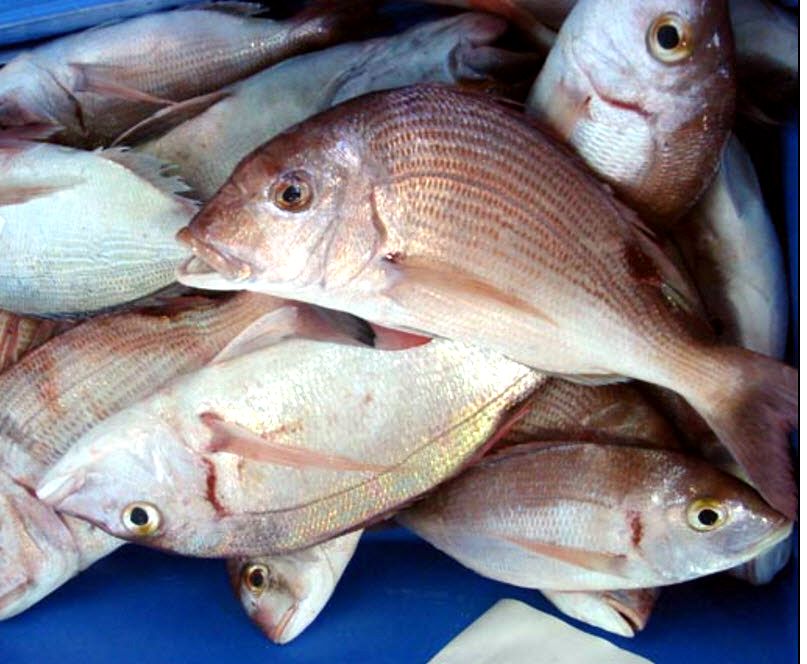 Dentex canariensis_04.jpg